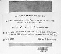 Image of Umbilicaria crustulosa